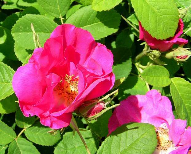 Rose - Duchess of Portland
