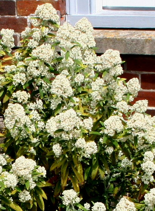 Buddleja loricata