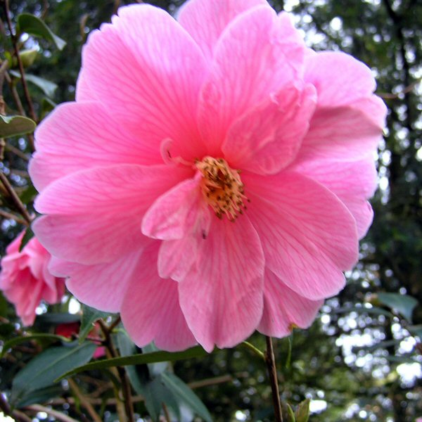 Camellia japonica