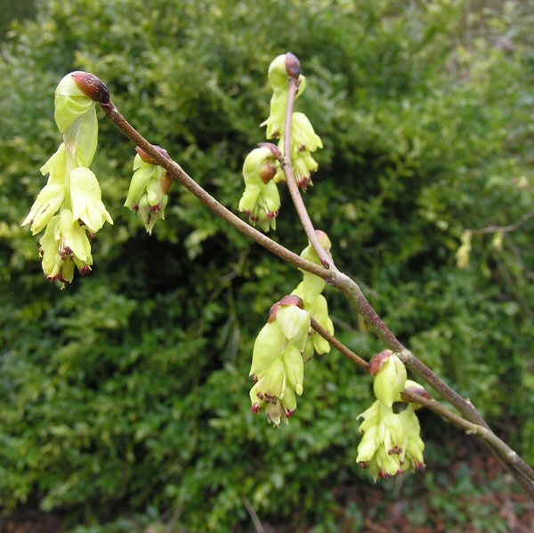 Corylopsis spicata