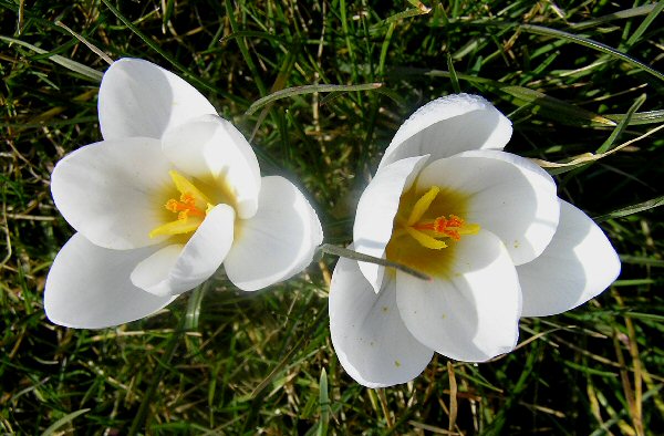 Crocus chrysanthus ‘Snow Bunting’