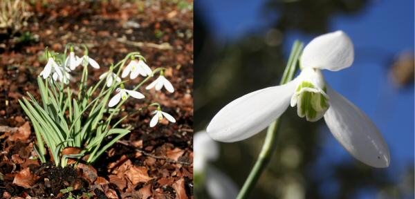 Galanthus 'atkinsii'